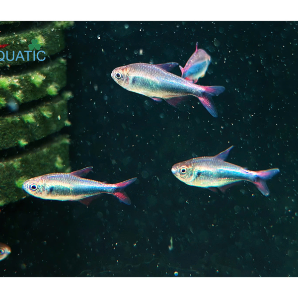cá Red Blue Peru Tetra