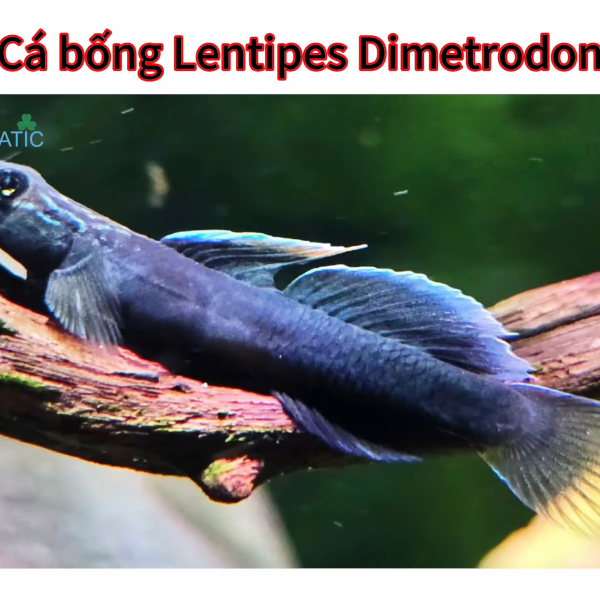 cá Bống Lentipes Dimetrodon 