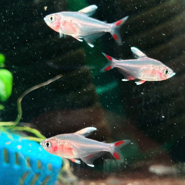 cá White Fin Rosy Tetra 