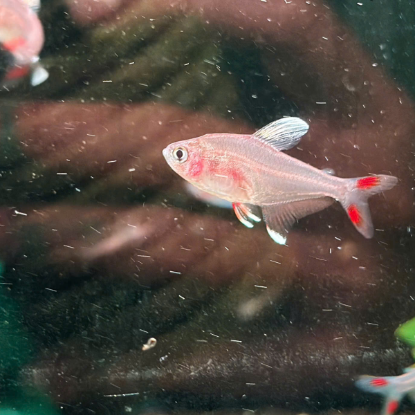 cá White Fin Rosy Tetra 