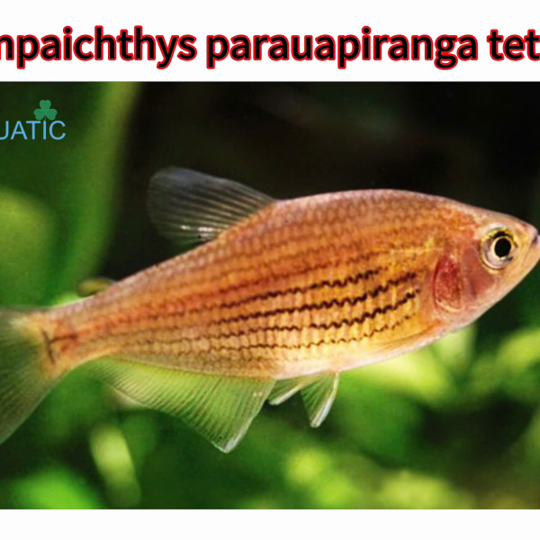 cá Inpaichthys parauapiranga tetra