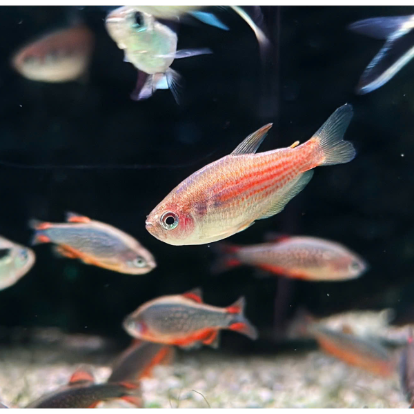 cá Inpaichthys parauapiranga tetra