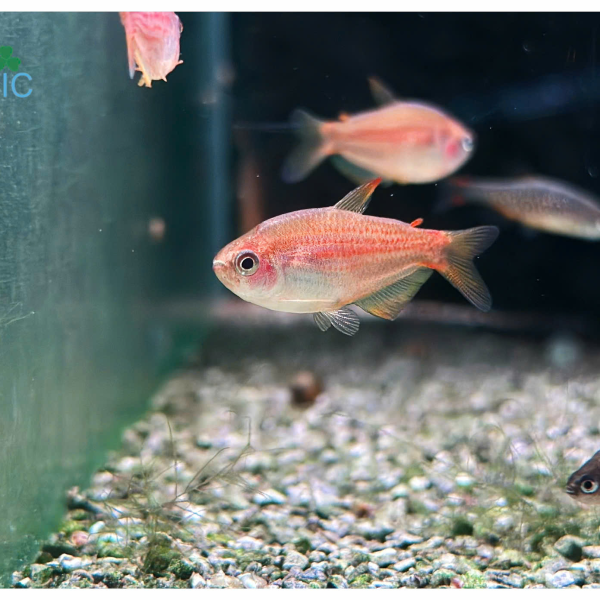 cá Inpaichthys parauapiranga tetra