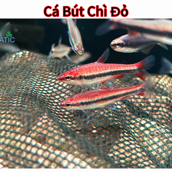 Cá Bút Chì Đỏ