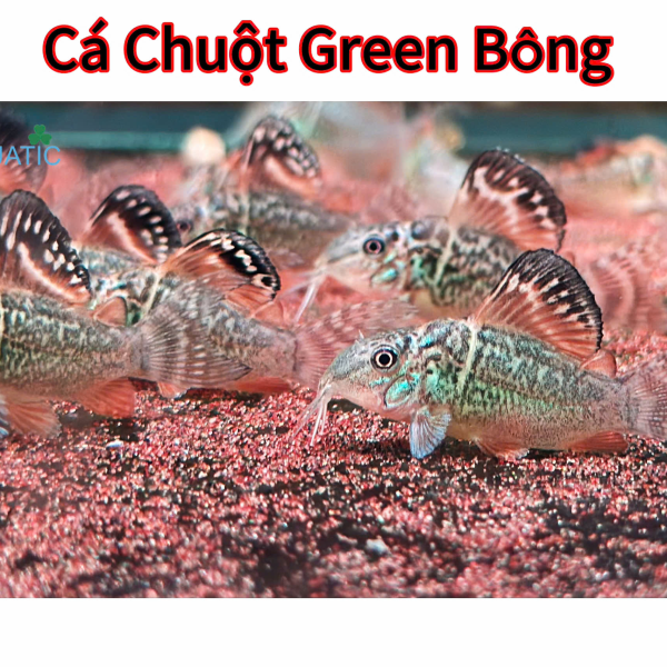 Cá Chuột Green Bông