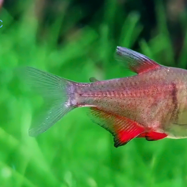 Cá Flame Tetra - Hyphessobrycon flammeus