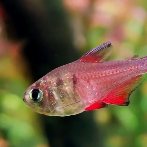Cá Flame Tetra - Hyphessobrycon flammeus