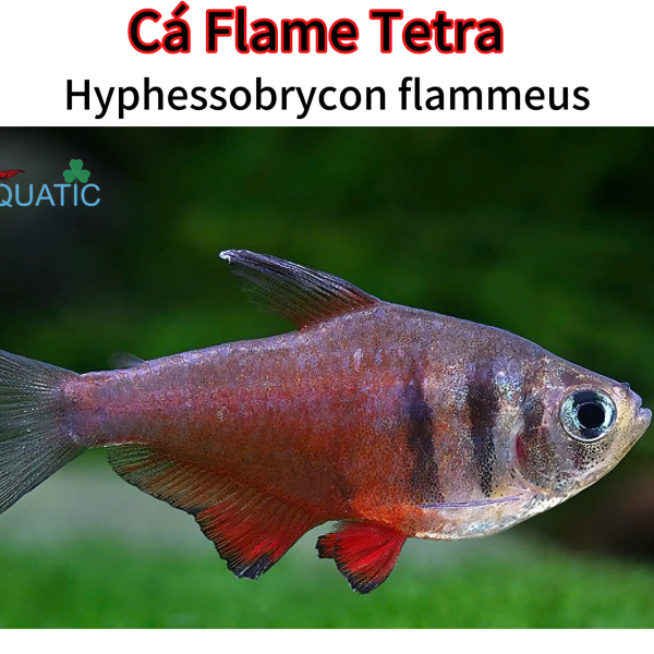 Cá Flame Tetra - Hyphessobrycon flammeus