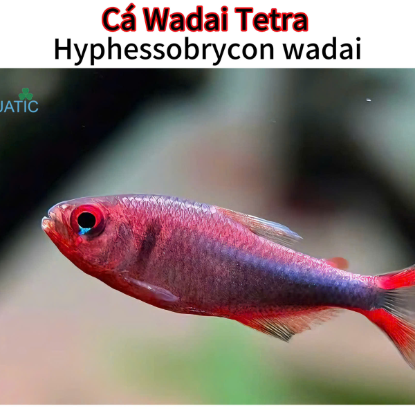 Cá Wadai Tetra - Hyphessobrycon wadai