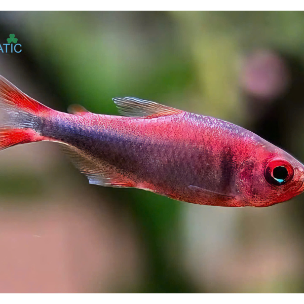 Cá Wadai Tetra - Hyphessobrycon wadai