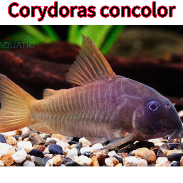 Cá Chuột Concolor - Concolor Corydoras
