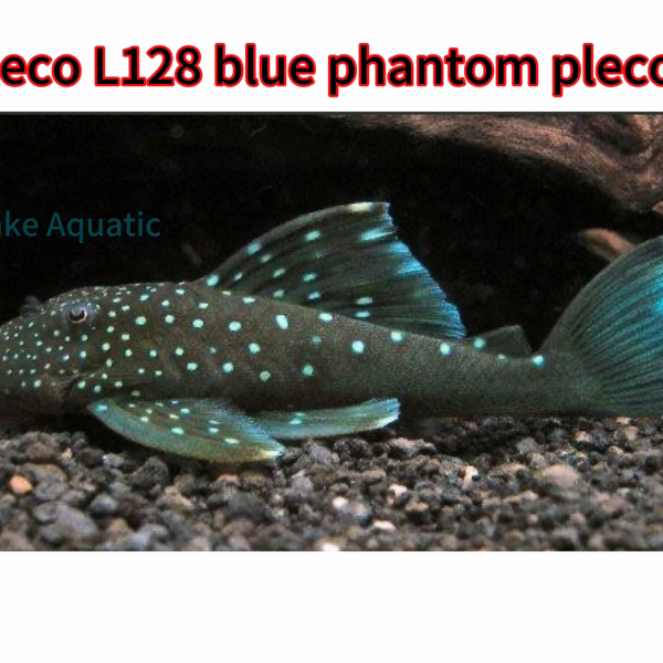 Cá Pleco L128 - Blue Phantom Pleco 