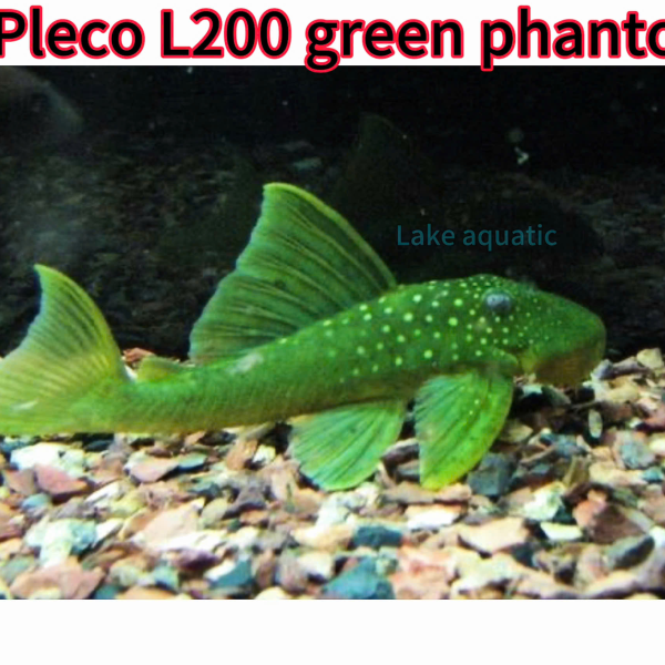 Cá Pleco L200 Green Phantom Pleco