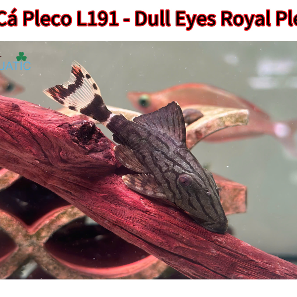 Cá pleco L191 - Dull Eyes Royal Pleco