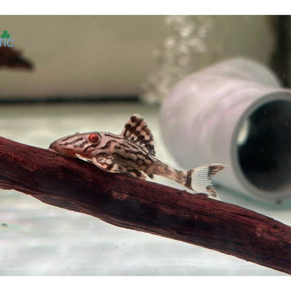 Cá Pleco L190 - Royal Pleco