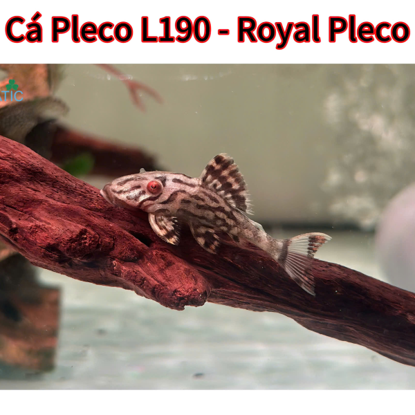 Cá Pleco L190 - Royal Pleco