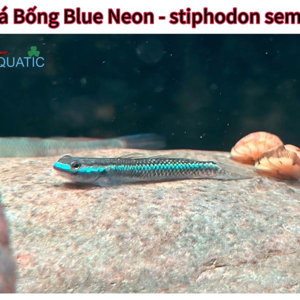 cá Bống Blue Neon