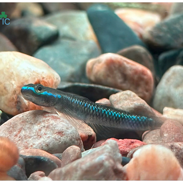 cá Bống Blue Neon