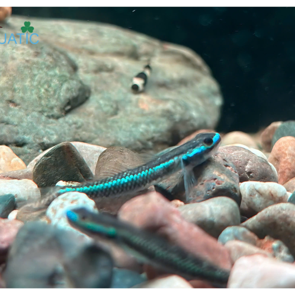 cá Bống Blue Neon