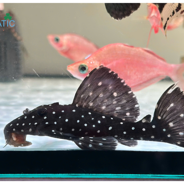 Cá Pleco L240  Galaxy Pleco