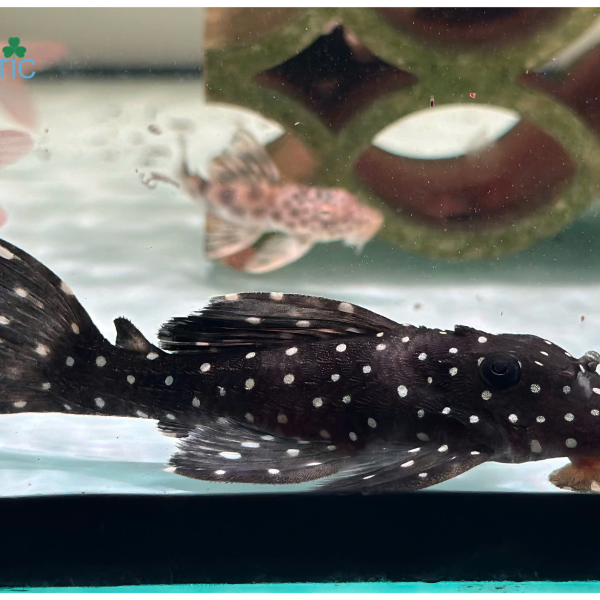 Cá Pleco L240  Galaxy Pleco