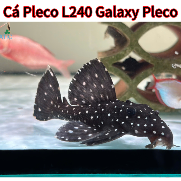 Cá Pleco L240  Galaxy Pleco