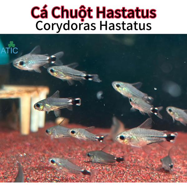 Cá Chuột Hastatus - Corydoras Hastatus
