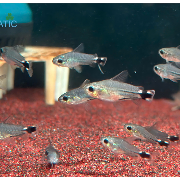 Cá Chuột Hastatus - Corydoras Hastatus