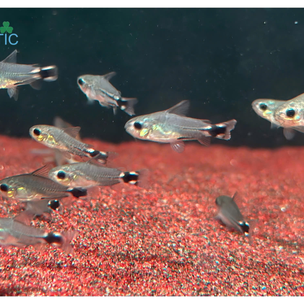 Cá Chuột Hastatus - Corydoras Hastatus