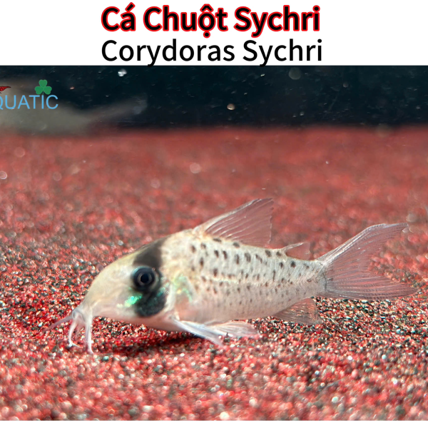 Cá Chuột Sychri - Corydoras Sychri