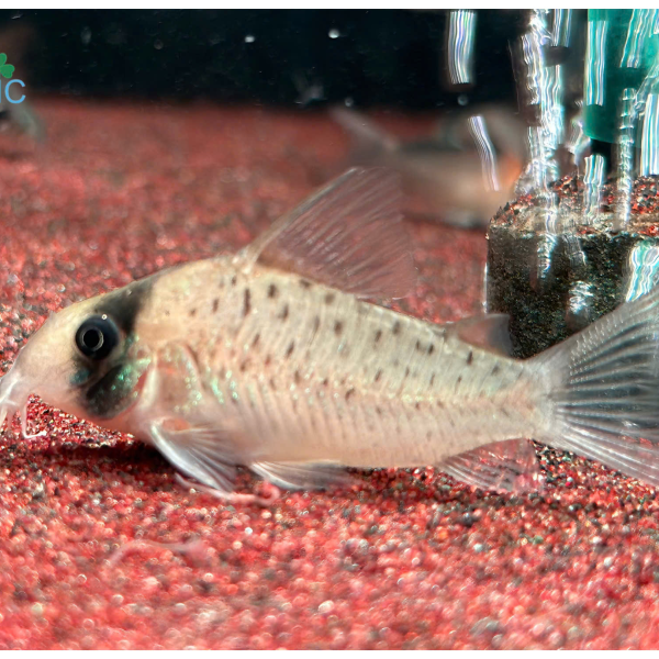 Cá Chuột Sychri - Corydoras Sychri