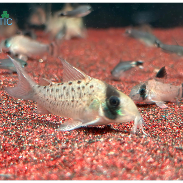 Cá Chuột Sychri - Corydoras Sychri