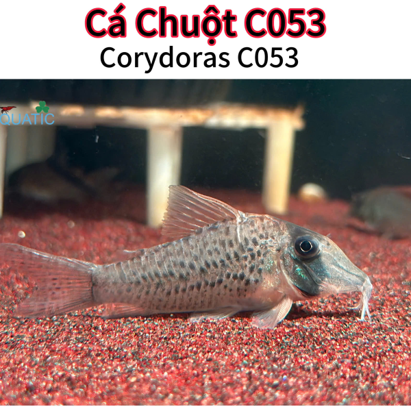 Cá Chuột Sp C053 - Corydoras Sp C053 