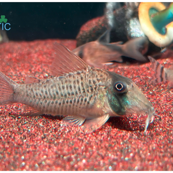 Cá Chuột Sp C053 - Corydoras Sp C053 