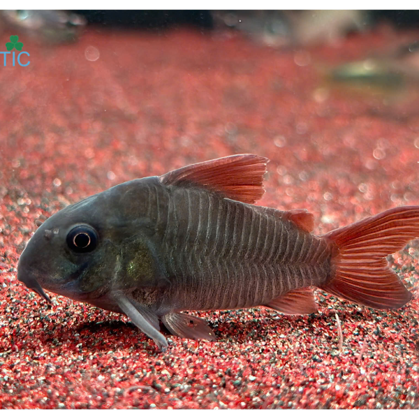 Cá Chuột Concolor - Concolor Corydoras