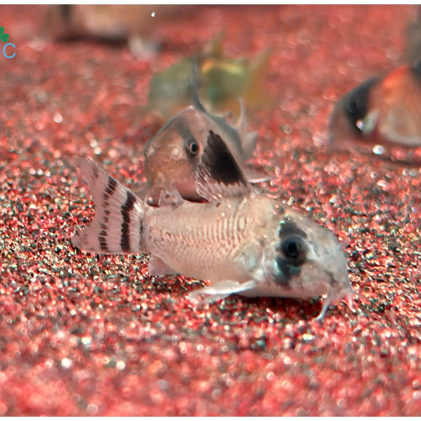 Cá Chuột Panda Đuôi Cờ - Corydoras Oiapoquensis