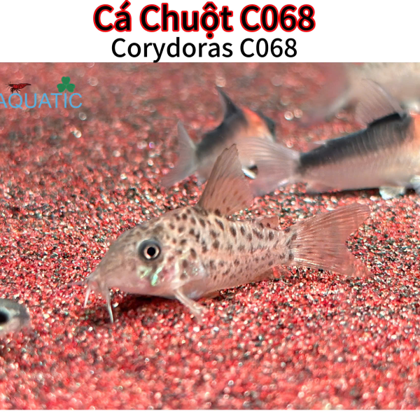 Cá Chuột C068 - Corydoras C068