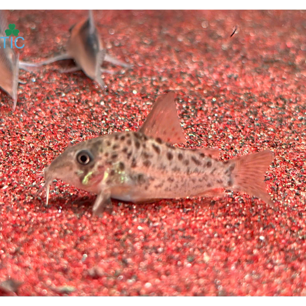 Cá Chuột C068 - Corydoras C068