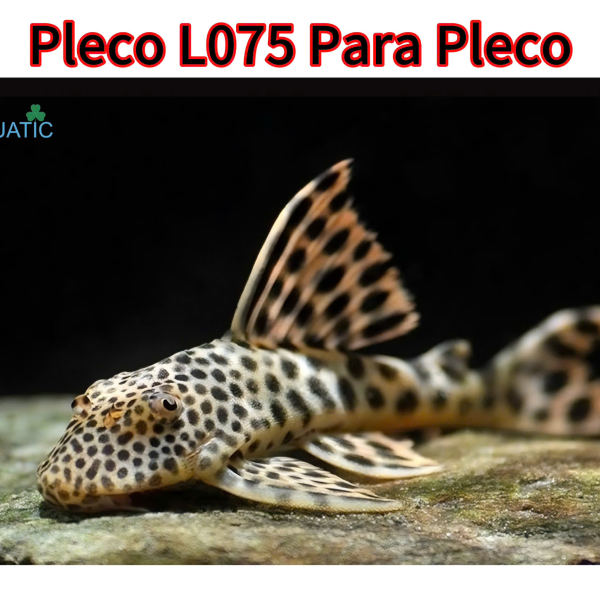 Pleco L075 - Para Pleco