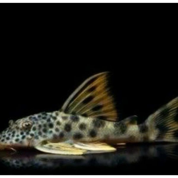 Pleco L075 - Para Pleco