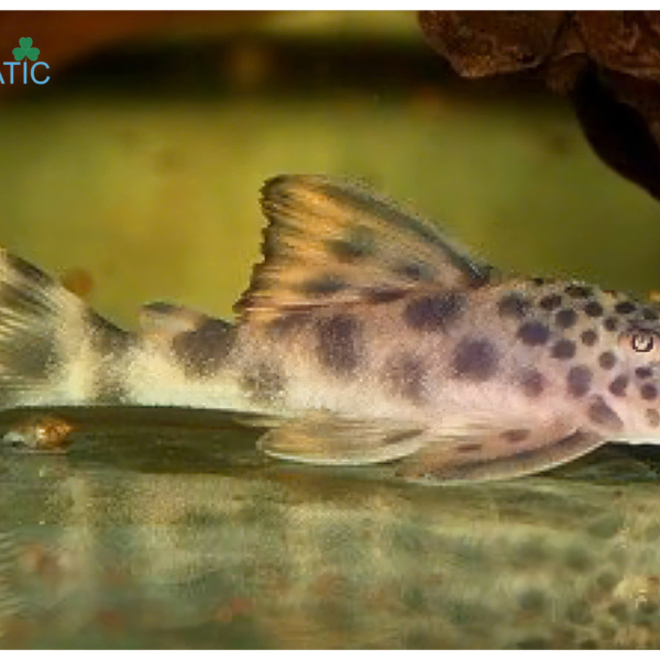 Pleco L075 - Para Pleco