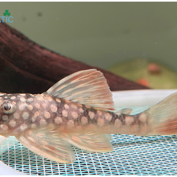 Cá Pleco L014 - Sunshine Pleco