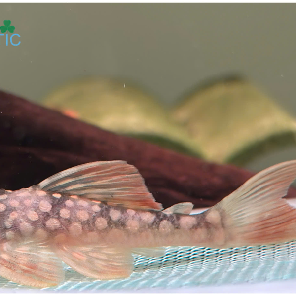 Cá Pleco L014 - Sunshine Pleco