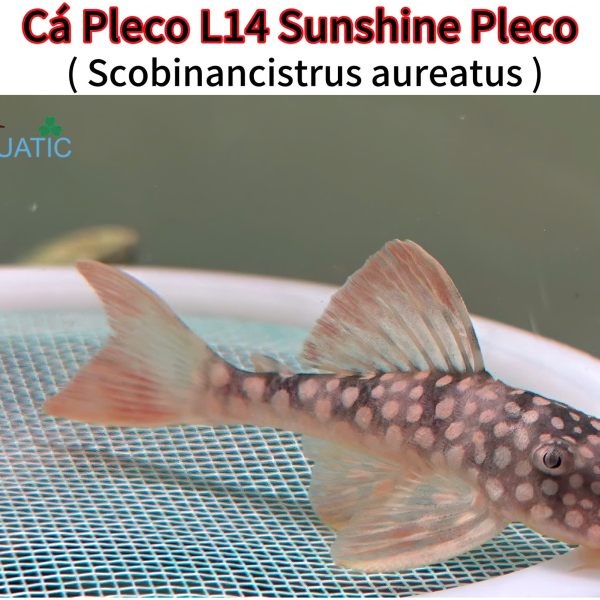 Cá Pleco L014 - Sunshine Pleco