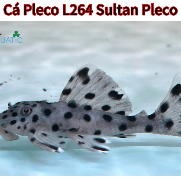 Cá Pleco L264 -Sultan Pleco