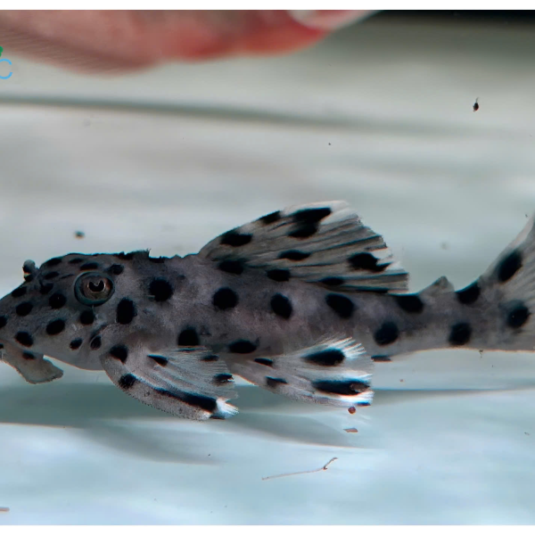 Cá Pleco L264 -Sultan Pleco