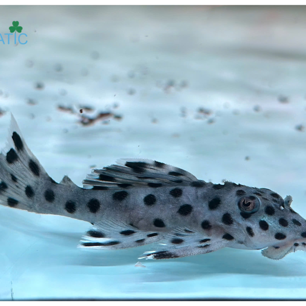Cá Pleco L264 -Sultan Pleco
