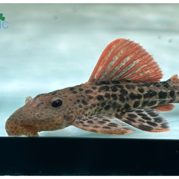 cá pleco l600