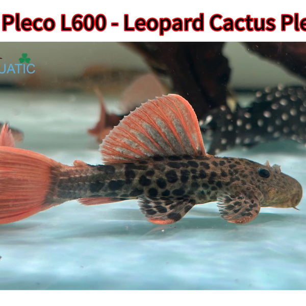 cá pleco l600