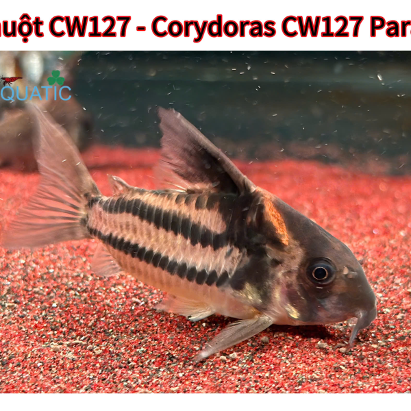 Cá Chuột CW127 - Corydoras CW127 Parallelus